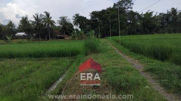 Gambar 1 Tanah Sawah SHM Dekat Stasiun Sentolo Kulon Progo