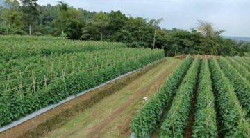 Gambar 1 Tanah/Kavling Desa Wanayasa, Curug Cipurut, Purwakarta, Cocok untuk Area Pariwisata