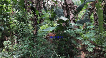 Gambar 2 Tanah Dijual Cepat Di Kawasan Ciangsana Cocok Untuk Bangun Usaha