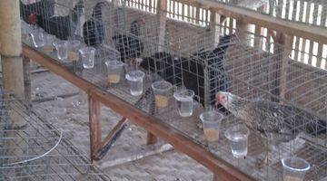 Gambar 1 Lahan utk Kebun & Peternakan Ayam di Jonggol