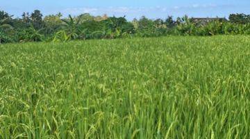 Gambar 2 Tanah Itr Kuning View Sawah di Tegenung Gianyar Bali