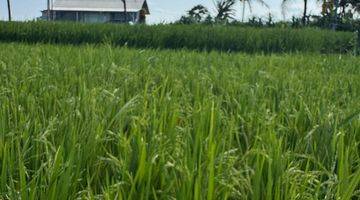 Gambar 4 Tanah Itr Kuning View Sawah di Tegenung Gianyar Bali