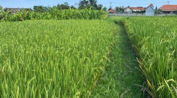 Gambar 5 Tanah Itr Kuning View Sawah di Tegenung Gianyar Bali