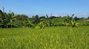 Gambar 3 Tanah Itr Kuning View Sawah di Tegenung Gianyar Bali