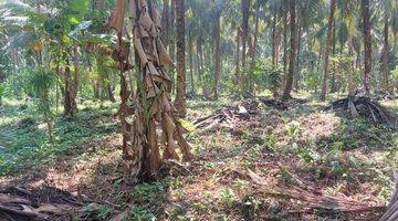 Gambar 1 Land For Sale In MENTAWAI ISLAND ( SIBERUT ISLAND ) 