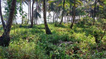 Gambar 2 Land For Sale In MENTAWAI ISLAND ( SIBERUT ISLAND ) 