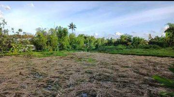 Gambar 1 Lease Hold Land Babakan Canggu 15 are Only 15 Minutes to Batubolong Beach