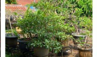 Gambar 5 Rumah 2 lt pinggir jalan strategis dekat binus di palmerah jakbar 