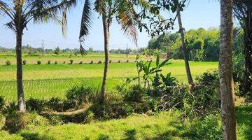 Gambar 1 Tanah Murah View Sawah Kediri Tabanan