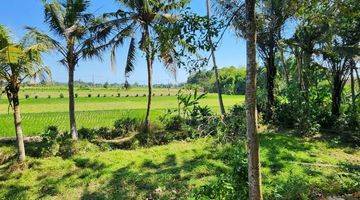 Gambar 4 Tanah Murah View Sawah Kediri Tabanan