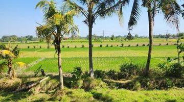 Gambar 5 Tanah Murah View Sawah Kediri Tabanan