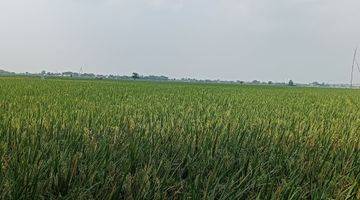 Gambar 1 Dijual Tanah Sawah Karawang Barat, Pangkalan, Luas Per Petak 700m2an 