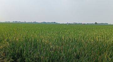 Gambar 4 Dijual Tanah Sawah Karawang Barat, Pangkalan, Luas Per Petak 700m2an 