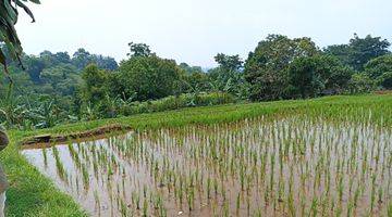 Gambar 3 Tanah Kebun Luas Nyaman Cocok Villa Di Cipicung Cijeruk Bogor