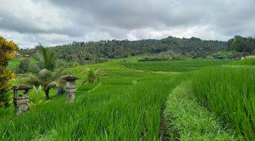 Gambar 2 Tanah Murah Selemadeg Tabanan View Sawah