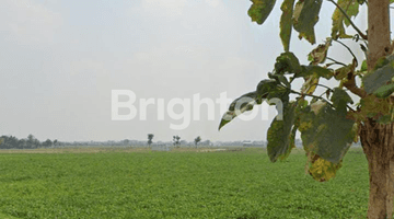 Gambar 1 TANAH DI KAJARTENGGULI PRAMBON SIDOARJO