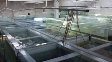 Gambar 1 Rumah Fish Farm di Kopo Katapang