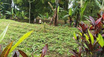 Gambar 1 Vila ada kebun durian dan cengkeh dekat tempat wisata