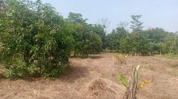 Gambar 1 Dijual Kebun Mangga Harumanis di Sukawana Kertajati Majalengka