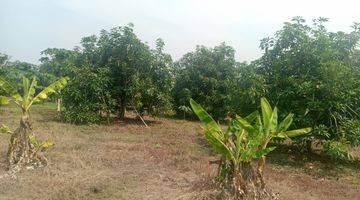 Gambar 2 Dijual Kebun Mangga Harumanis di Sukawana Kertajati Majalengka