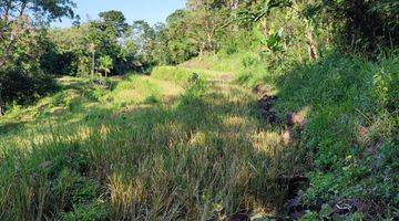 Gambar 3 Di Jual Tanah Perkebunan Produktif Di Mbeliling 