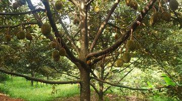 Gambar 1 Dijual Kebun Durian di Jawa Tengah, SHM Dan Sudah Rutin Berbuah