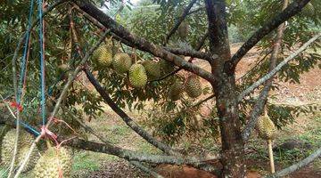 Gambar 2 Dijual Kebun Durian di Jawa Tengah, SHM Dan Sudah Rutin Berbuah