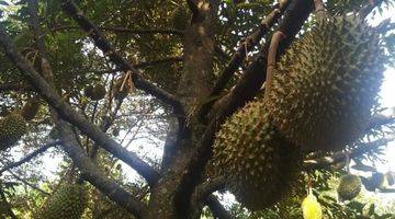 Gambar 3 Dijual Kebun Durian di Jawa Tengah, SHM Dan Sudah Rutin Berbuah