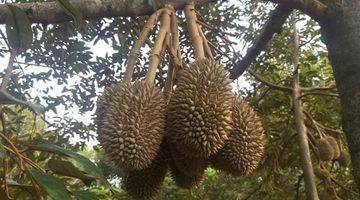 Gambar 4 Dijual Kebun Durian di Jawa Tengah, SHM Dan Sudah Rutin Berbuah