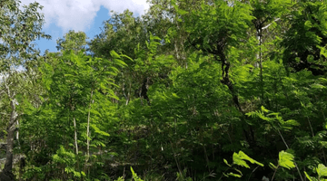 Gambar 2 Dijual Tanah Siap Bangun Desa Suana Nusa Penida, Bali