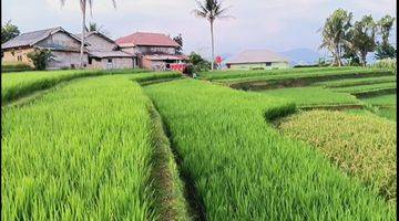 Gambar 4 Sawah Terasering Produktif Akses Mobil Dengan View Cantik Cocok Untuk Villa 