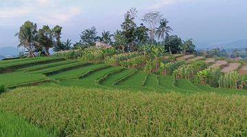 Gambar 3 Sawah Terasering Produktif Akses Mobil Dengan View Cantik Cocok Untuk Villa 