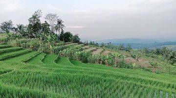 Gambar 1 Sawah Terasering Produktif Akses Mobil Dengan View Cantik Cocok Untuk Villa 