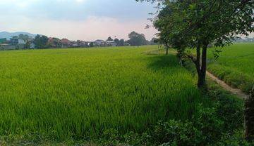 Dijual Tanah Sawah 3,5 Ha Cocok Untuk Perumahan di Bojongsoang