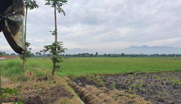 DIJUAL LAHAN SAWAH SANGAT COCOK UNTUK PERUMAHAN/RUMAH SAKIT DLL