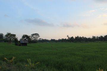Tanah Sewa di Tengah Sawah Ubud, Bali