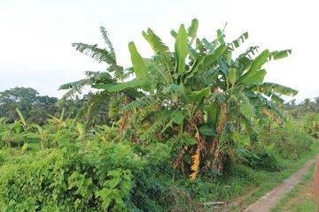 Tanah Sewa di Tengah Sawah Ubud, Bali
