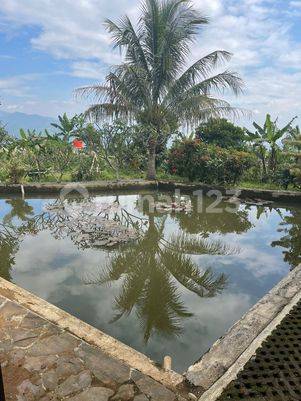 Villa Dan Kebun Jeruk Cimaung