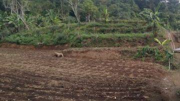 Tanah kebun 3 kilometer dari Munduk Moding Bali