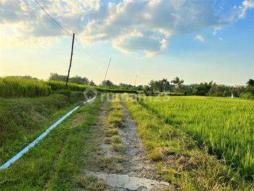 Dijual Rumah Asri Tengah Sawah Kedawung Sragen