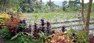 Lahan Kebun di Cipanas Jawa Barat