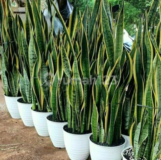 Picture Teras123 229