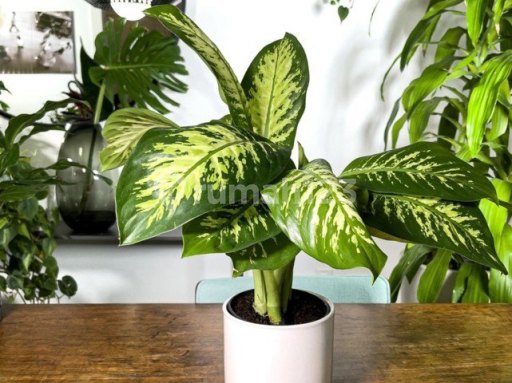 Picture Teras123 429