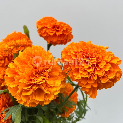 Picture Teras123 845