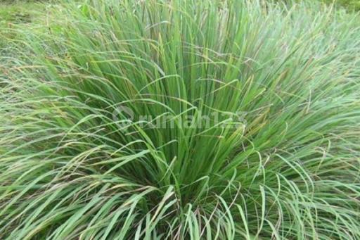 Picture Teras123 436