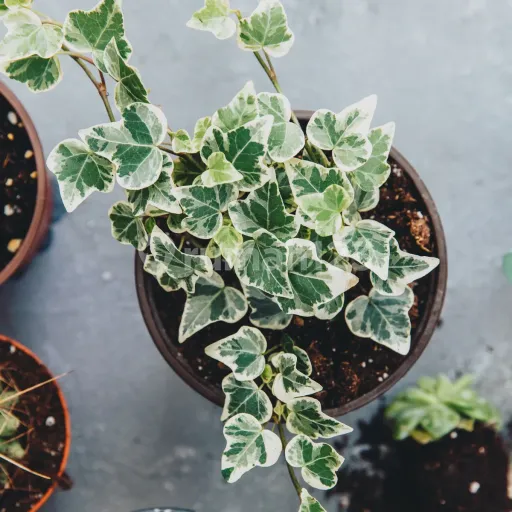 Picture Teras123 553