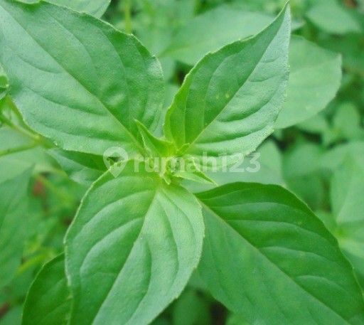 Picture Teras123 551