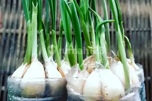 Picture Teras123 676