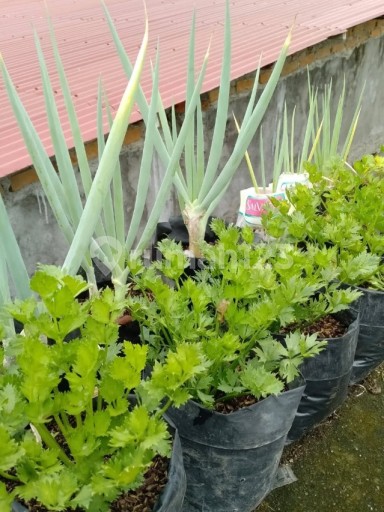 Picture Teras123 920