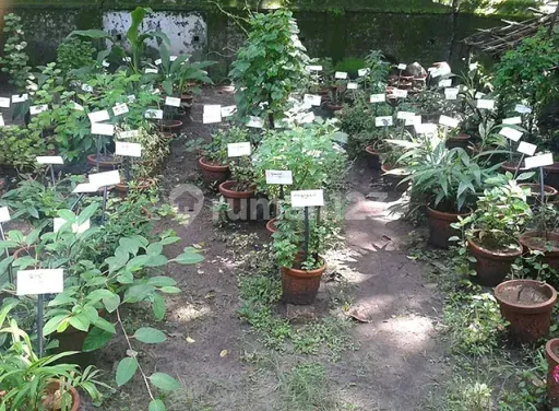 Picture Teras123 696